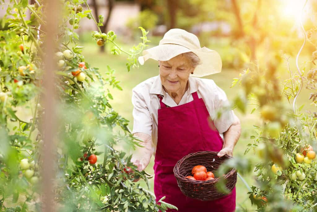 an old person picking tomatoes from a plant