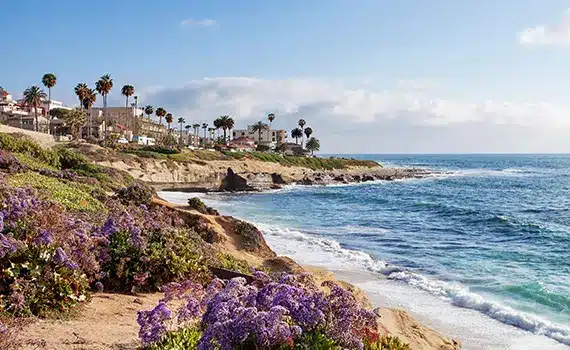 a beach with purple flowers and a body of water with La Jolla Cove in the background