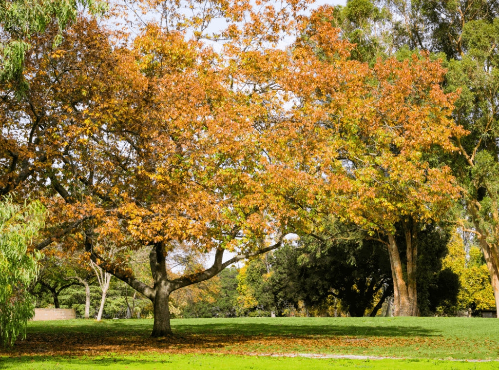santa clara county parks